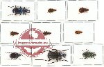 Scientific lot no. 148 Carabidae (9 pcs)