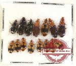 Scientific lot no. 153 Carabidae (15 pcs)
