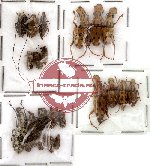 Scientific lot no. 7 Anthribidae (23 pcs)