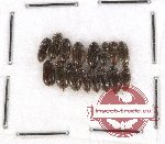 Ptylodactilidae sc. lot no. 5 (16 pcs)