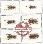 Scientific lot no. 23A Cleridae (6 pcs)