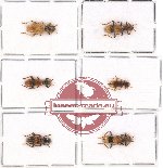 Scientific lot no. 29 Cleridae (6 pcs)