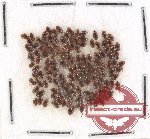 Dytiscidae Scientific lot no. 32A (cca 120 pcs)