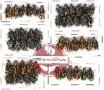 Scientific lot no. 6 Cetoniinae (Ixorida spp.) (50 pcs - 10 pcs A2)