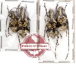 Scientific lot no. 8 Anthribidae (4 pcs)