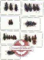 Scientific lot no. 156 Carabidae (22 pcs)