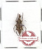 Scientific lot no. 39 Anthribidae (Litocerus perakensis) (1 pc)