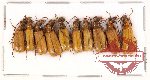 Scientific lot no. 28 Meloidae (10 pcs)