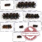 Scientific lot no. 236 Coprophaga (33 pcs)