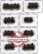 Scientific lot no. 235 Coprophaga (26 pcs A-, A2)