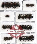 Scientific lot no. 239 Coprophaga (38 pcs)