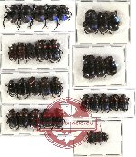 Scientific lot no. 234 Coprophaga (34 pcs A-, A2)