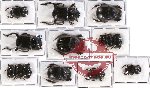 Scientific lot no. 240 Coprophaga (Coprini) (14 pcs)