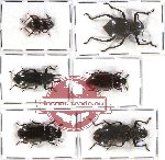 Scientific lot no. 147 Tenebrionidae (6 pcs)