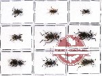 Scientific lot no. 149 Tenebrionidae (9 pcs)