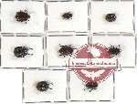 Scientific lot no. 148 Tenebrionidae (8 pcs)