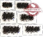 Scientific lot no. 146 Tenebrionidae (28 pcs)