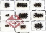 Scientific lot no. 142 Tenebrionidae (32 pcs A-, A2)