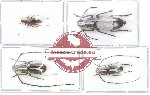 Scientific lot no. 10 Anthribidae (4 pcs)