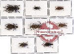 Scientific lot no. 36 Anthribidae (8 pcs - 1 pc A2)