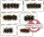 Scientific lot no. 17 Endomychidae (25 pcs)