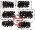 Scientific lot no. 28 Erotylidae (30 pcs)