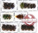 Scientific lot no. 143 Heteroptera (Pentatomidae) (20 pcs A-, A2)