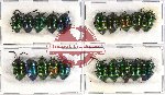 Scientific lot no. 142 Heteroptera (Scutellarinae) (20 pcs A-, A2)