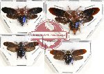 Scientific lot no. 3 Cercopidae (4 pcs)