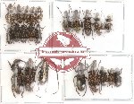 Scientific lot no. 11 Anthribidae (23 pcs)