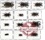 Scientific lot no. 11 Lucanidae (12 pcs - 2 pcs A2)