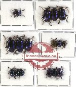Scientific lot no. 162 Chrysomelidae (16 pcs)