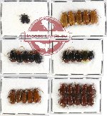 Scientific lot no. 161 Chrysomelidae (32 pcs)