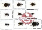 Scientific lot no. 146 Carabidae (Lebiinae) (9 pcs - 2 pcs A2)