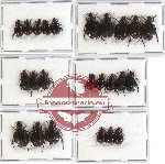 Hybosorinae sc. lot no. 30 (24 pcs - 14 pcs A2)