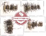 Scientific lot no. 12 Anthribidae (20 pcs)