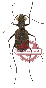 Polyrhanis kybbyi Cassola, 1986 (A-)