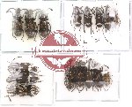 Scientific lot no. 14 Anthribidae (16 pcs)