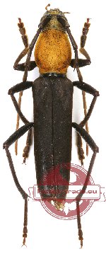 Demonax aureicollis Blanchard, 1853 (A2)