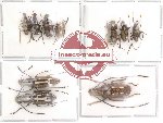 Scientific lot no. 16 Anthribidae (10 pcs)