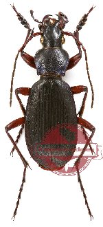 Carabus (Archiplectes) circassicus (A2)