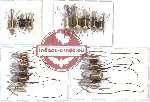 Scientific lot no. 17 Anthribidae (17 pcs)