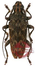 Tmesisternus jaspideus Boisduval