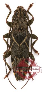 Tmesisternini sp. 22 (A-)