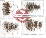 Scientific lot no. 18 Anthribidae (18 pcs)