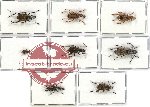 Scientific lot no. 35 Anthribidae (8 pcs)