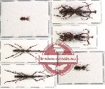 Scientific lot no. 28 Brenthidae (6 pcs)