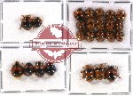 Scientific lot no. 18 Coccinelidae (24 pcs)