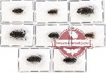 Scientific lot no. 41 Eucnemidae (8 pcs - 2 pcs A2)