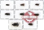 Scientific lot no. 39 Eucnemidae (8 pcs A, A-, A2)